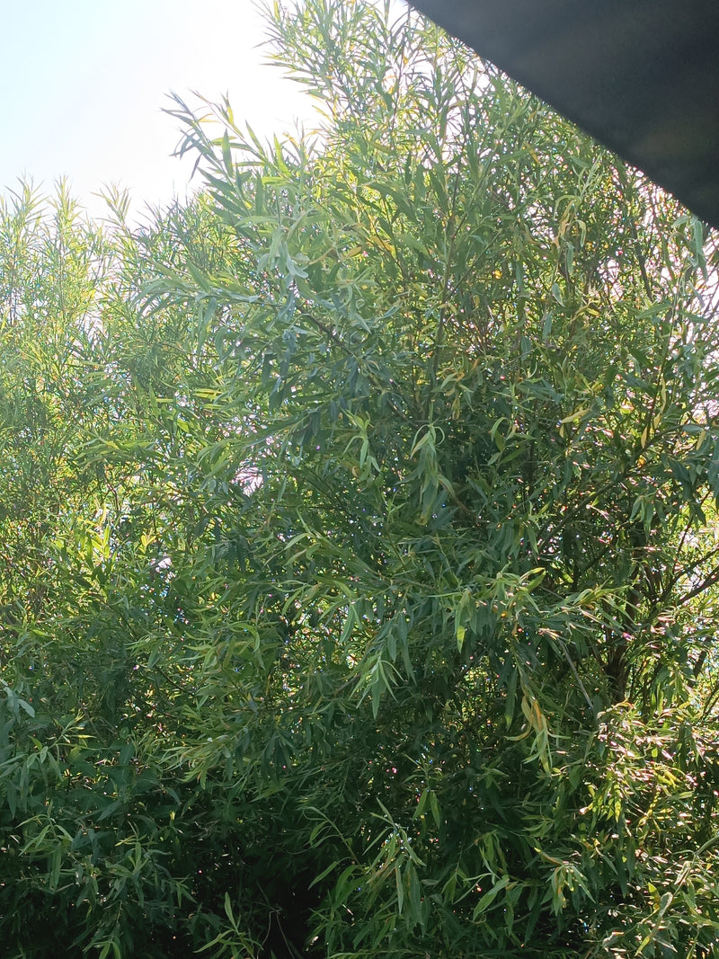 De afbeelding toont een dichtbebladerde boom met smalle, lancetvormige bladeren tegen het licht in. Het is een katwilg.