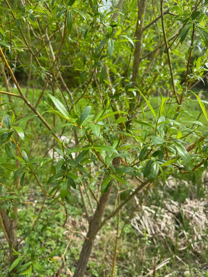 Te zien is een deel van een katwilg met zijn typische smalle groene bladeren en vertakte scheuten. De plant groeit in een natuurlijke omgeving.