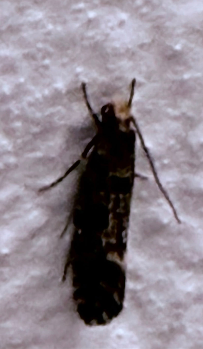 Kurkenmot — Bild 1