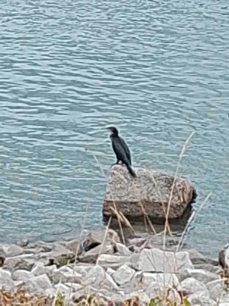 Een aalscholver zit op een rots die uit het water steekt. De vogels rust uit bij de oever.