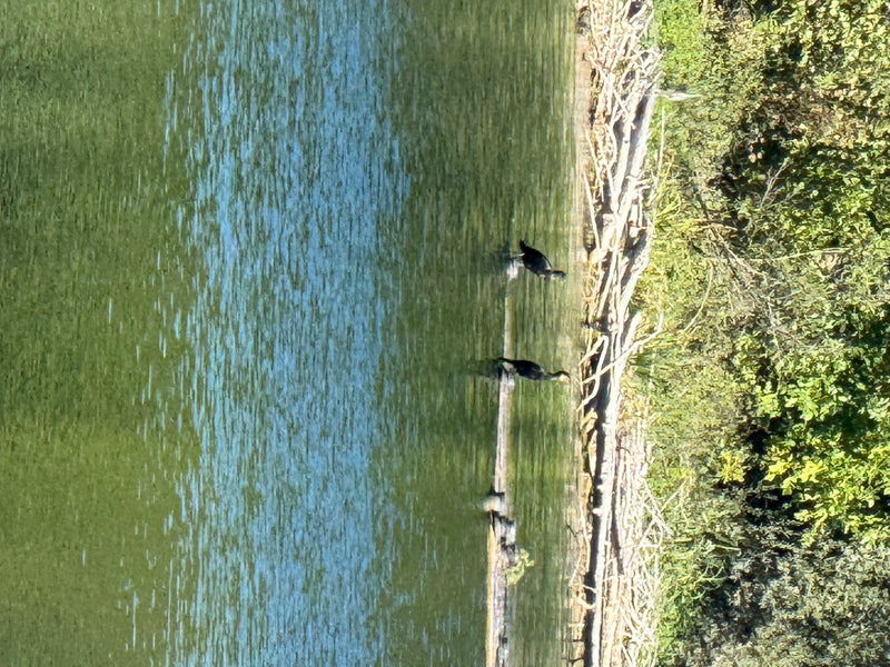 Twee aalscholvers zwemmen dicht bij de beboomde oever van een waterlichaam. Ze bevinden zich in de buurt van dood hout.