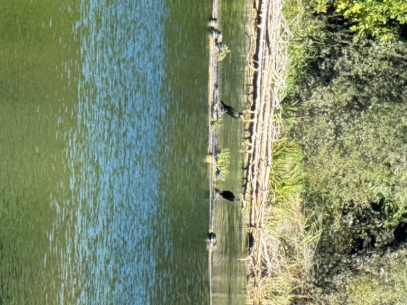 De afbeelding toont een aalscholver op de oever van een waterlichaam. De vogels rusten op hout of stenen bij het water.