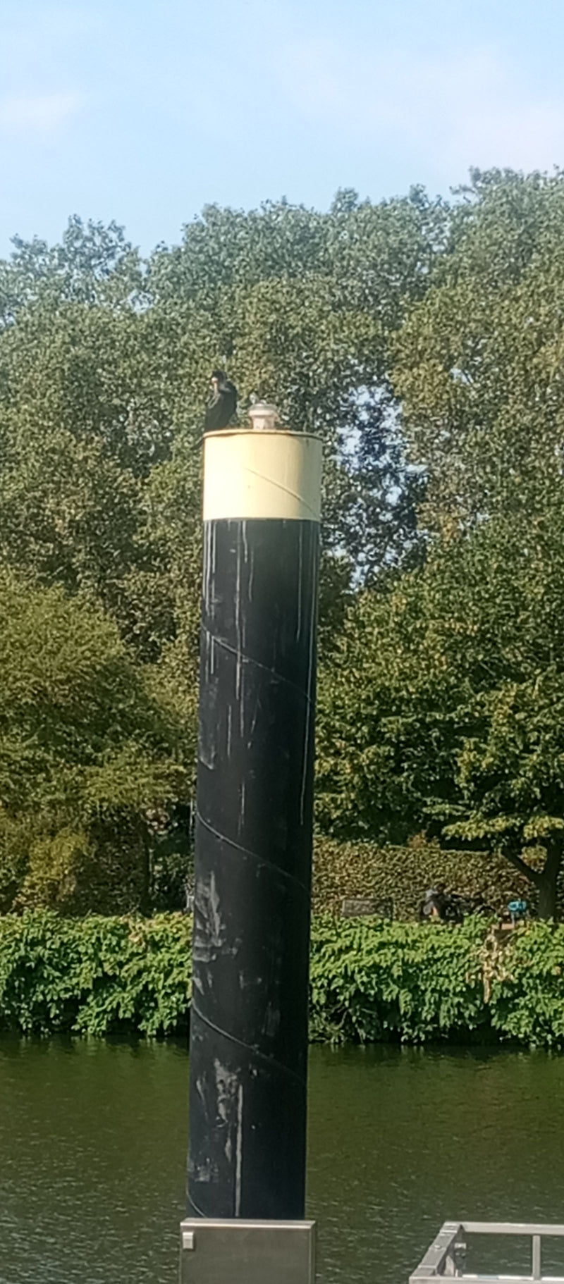 Een aalscholver zit bovenop een zwart-gehele paal bij het water. Groene bomen zijn zichtbaar op de achtergrond.