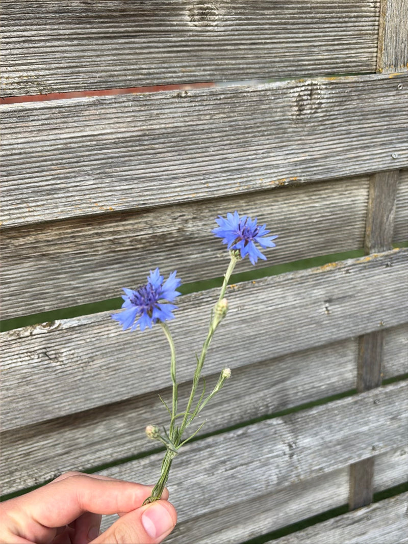 Korenbloem — Bild 1