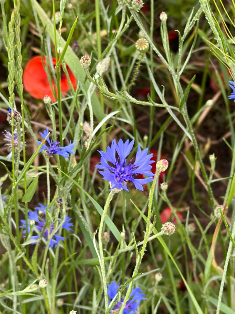 De afbeelding laat een bloeiende korenbloem zien met kenmerkende blauwe bloemblaadjes. Deze groeit te midden van groen gras en andere weideplanten.