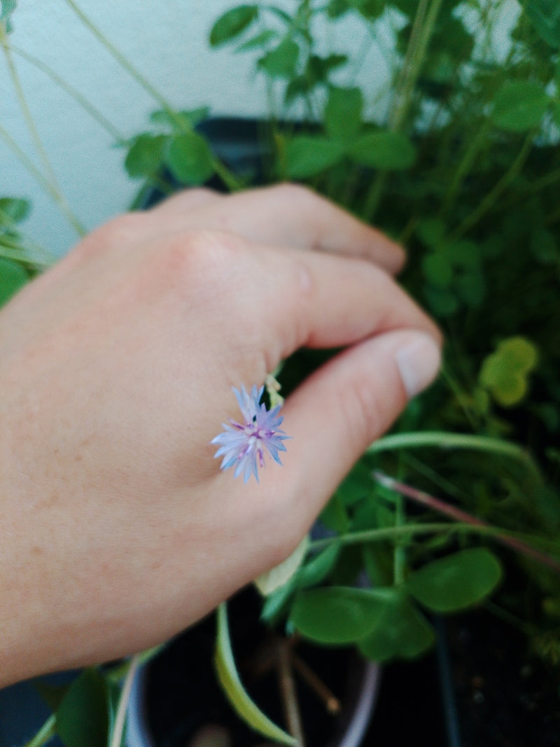 Kornblume — Bild 4