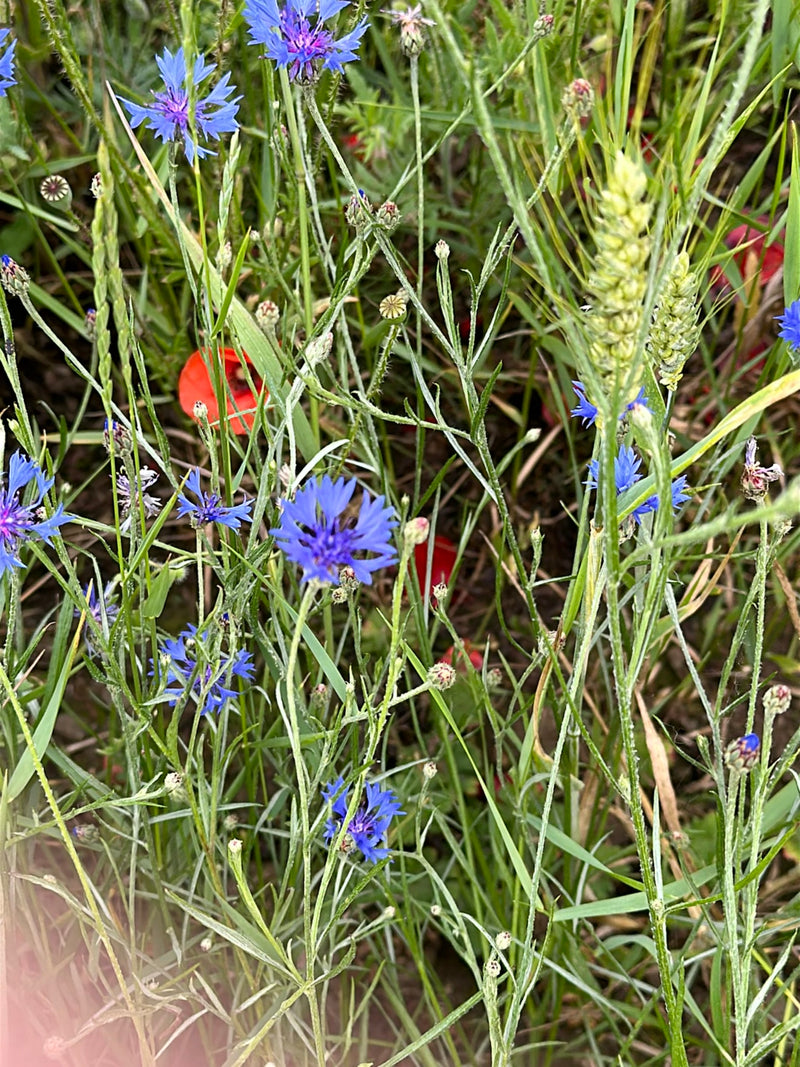 Verschillende helderblauwe korenbloemen bloeien te midden van groen gras en graan in een weiland.