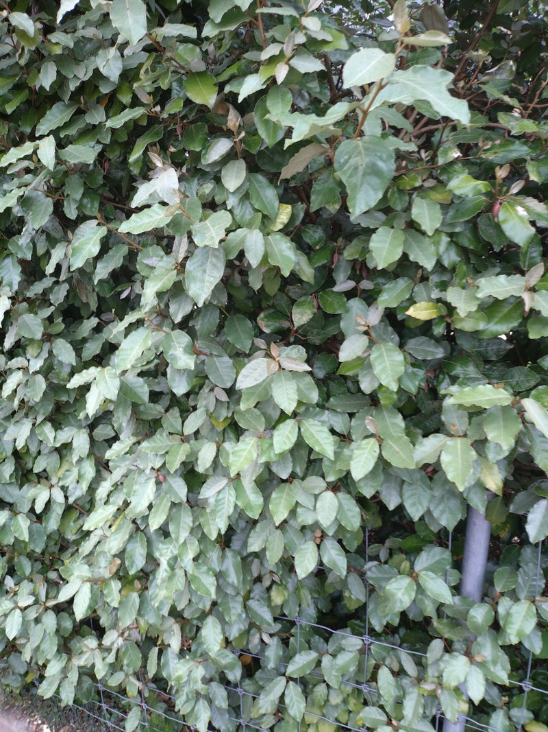 Cornelian oliewilg — Bild 1