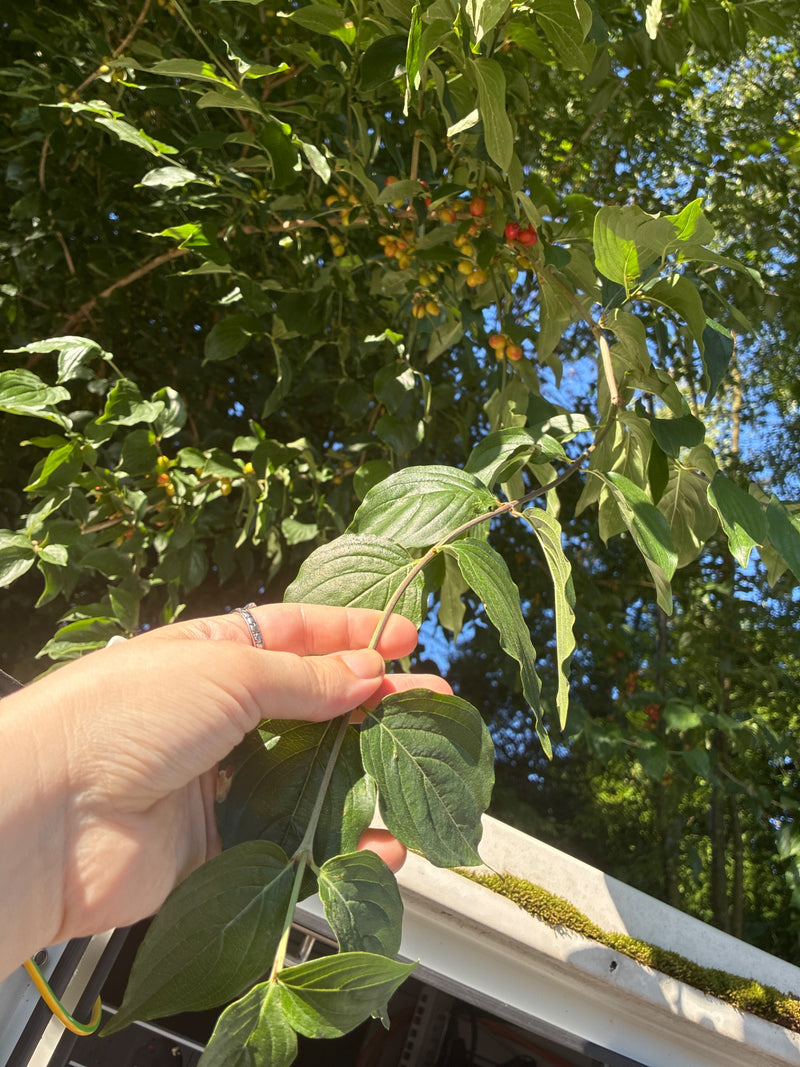 Een hand houdt de tak van een gele kornoelje vasthoudt met groene bladeren en onrijpe vruchten. Op de achtergrond zijn meer bladeren en de lucht te zien.