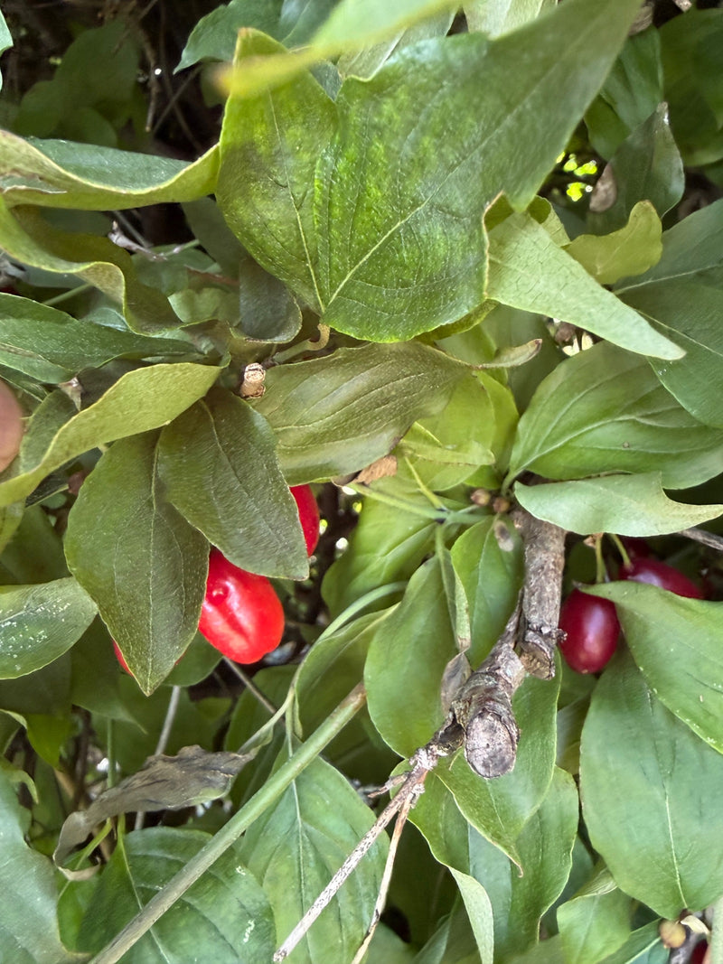 De afbeelding toont groene bladeren en helderrode, langwerpige vruchten van een gele kornoelje aan een tak.