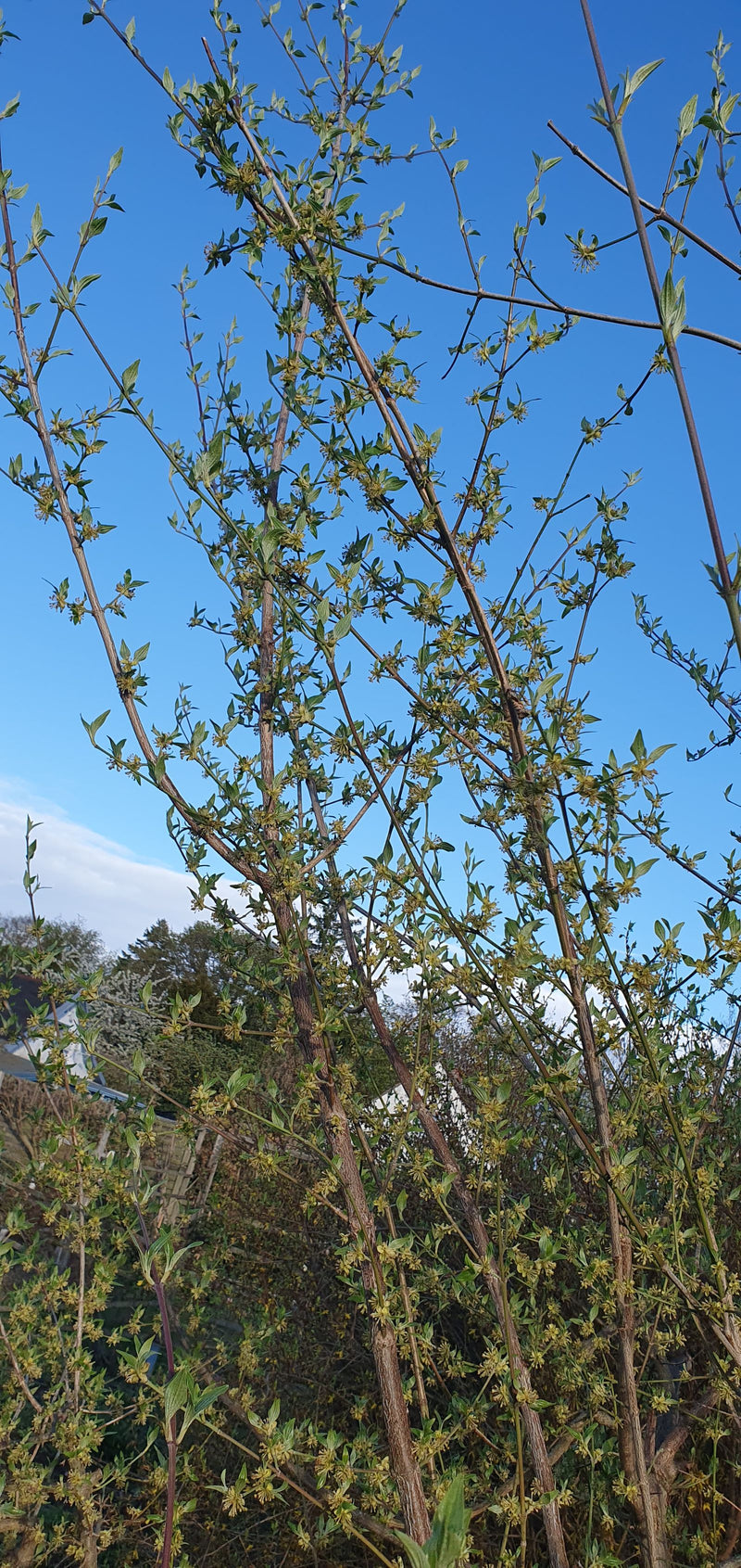 Te zien is een gele kornoelje met talrijke kleine gele bloemen en jonge bladeren aan de takken tegen een blauwe lucht.