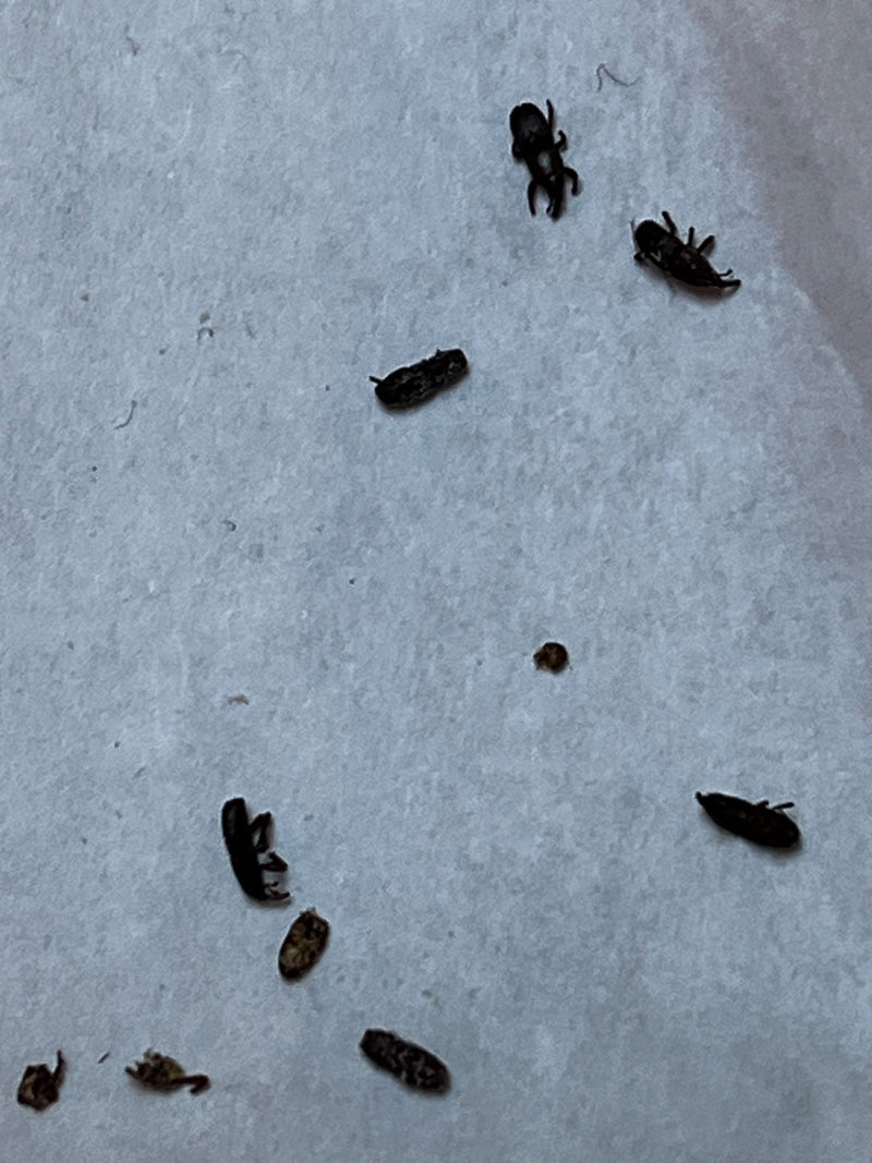 Graan kever — Bild 1