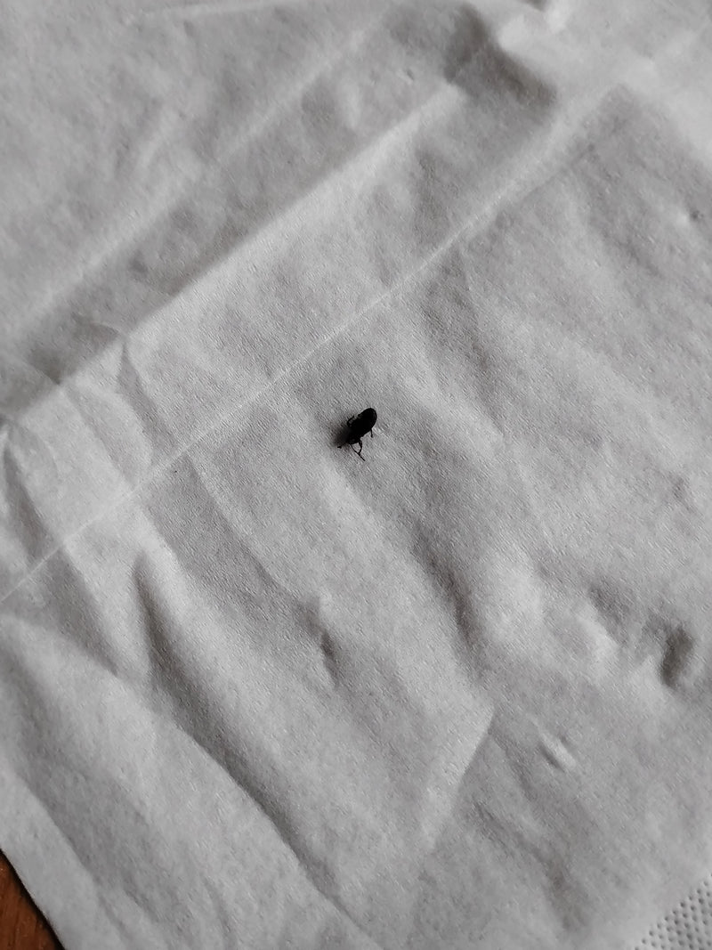 Een ecorenkenkever zit op een lichte papieren doek. De foto toont het insect van boven in close-up.