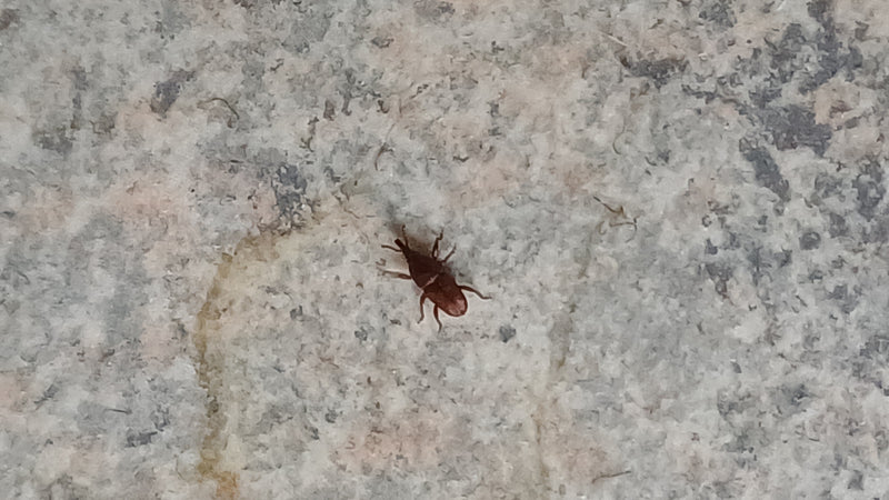 Een graanklander zit op een lichte, gestructureerde ondergrond. Het insect is duidelijk zichtbaar.