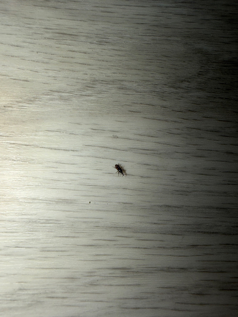 Een graanklander kruipt over een lichte houten oppervlak. Het kleine insect is goed zichtbaar.