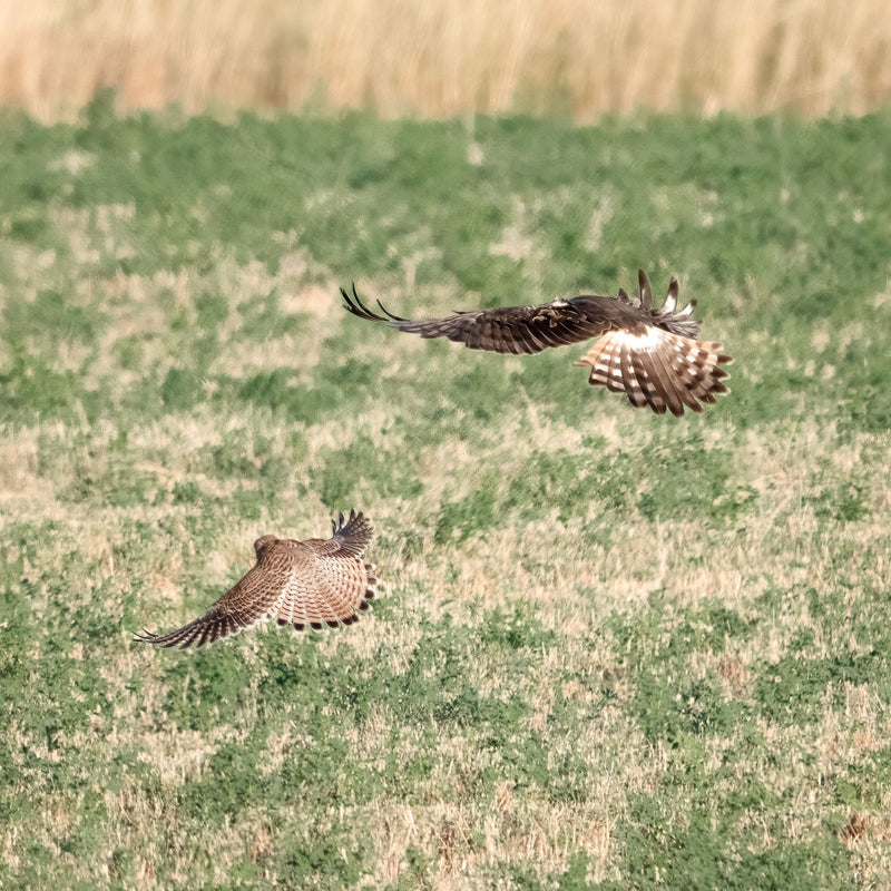 Hen Harrier — Bild 1