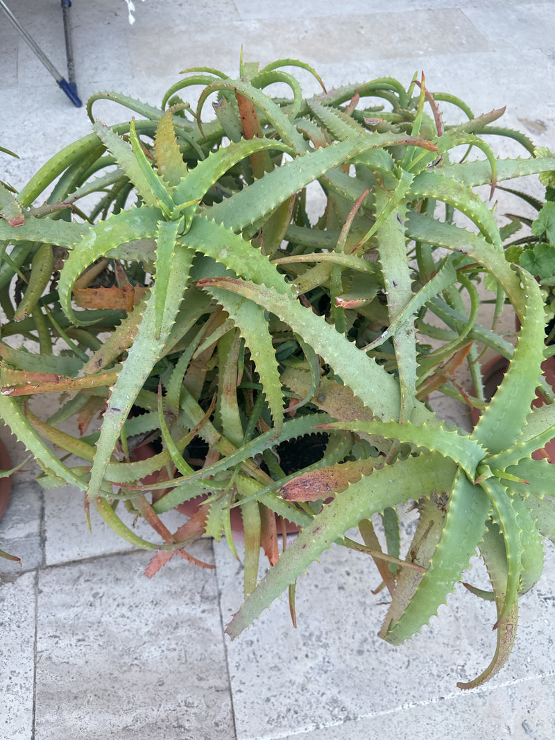 Krantz-aloë — Bild 3