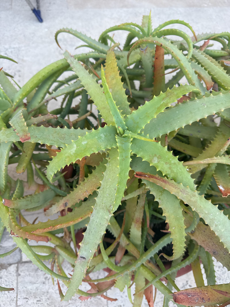 Krantz-aloë — Bild 4