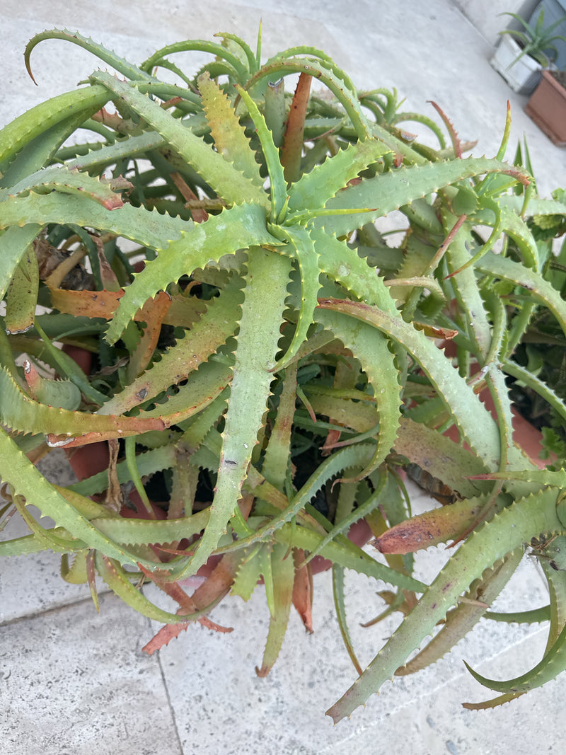 Krantz-aloë — Bild 2