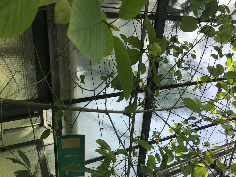 Kratom — foto 1 van 3