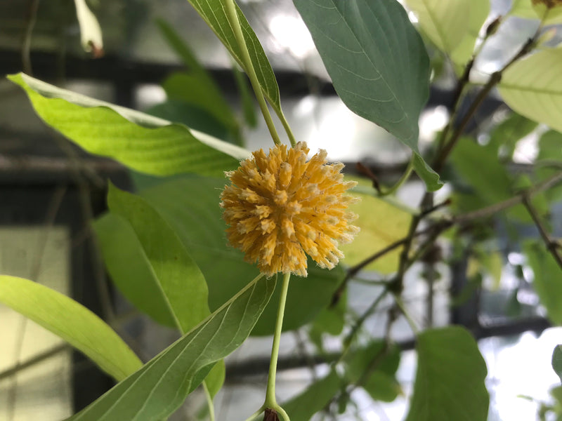 Kratom — foto 3 van 3