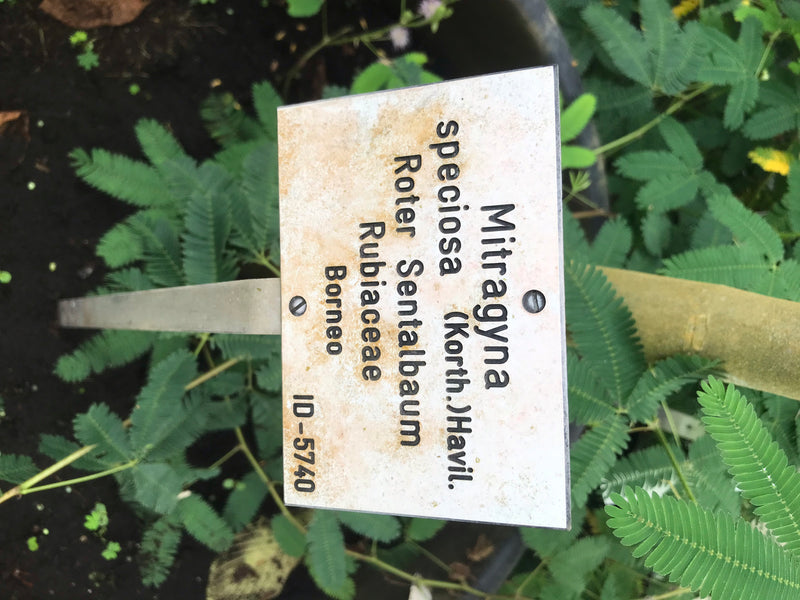 Kratom — foto 2 van 3