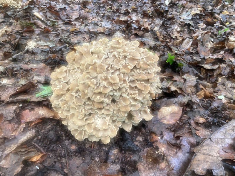Krause moederkip — Bild 1