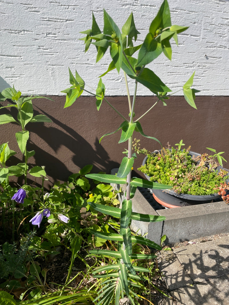 De afbeelding volwassen crusader spurge toont een volwassen hakkenkruid met zijn kenmerkende rechtopstaande stengel en kruiswijs tegenover elkaar staande bla...