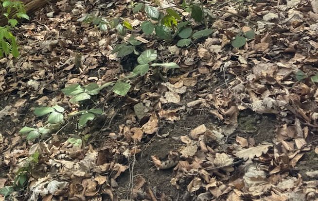 Adder — Bild 2