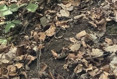 Adder — Bild 1