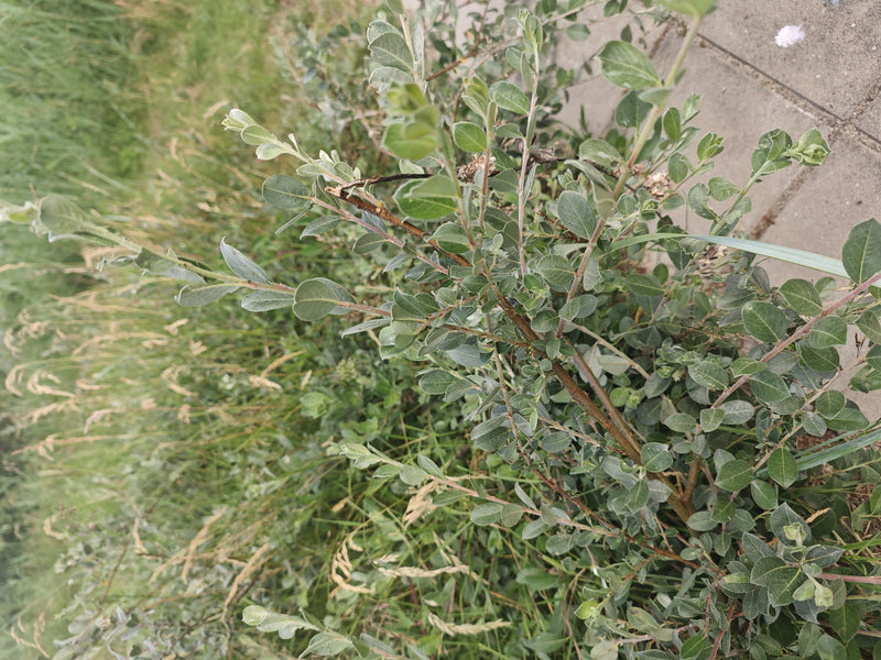kruipende wilg — foto 2 van 11