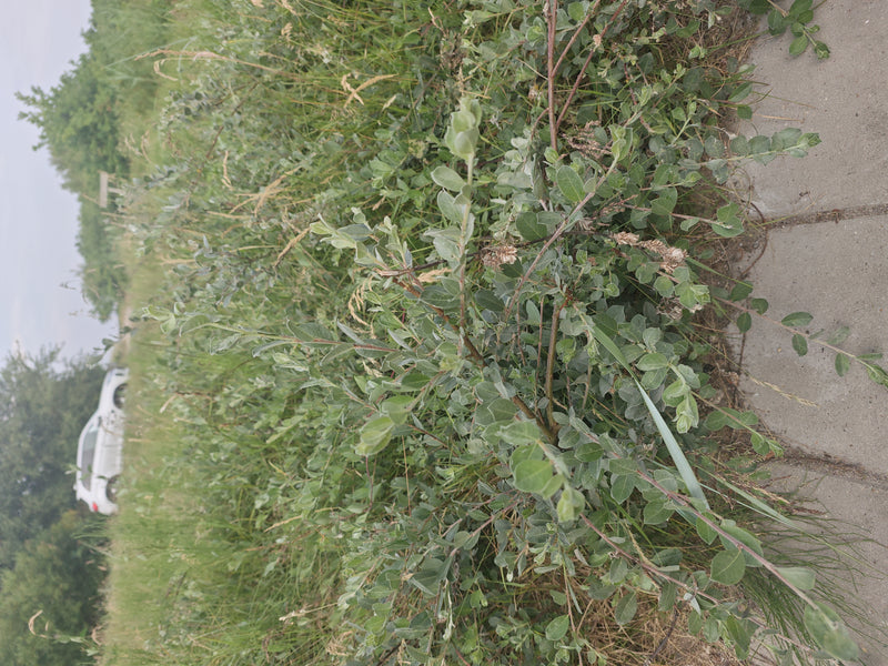 kruipende wilg — foto 3 van 11