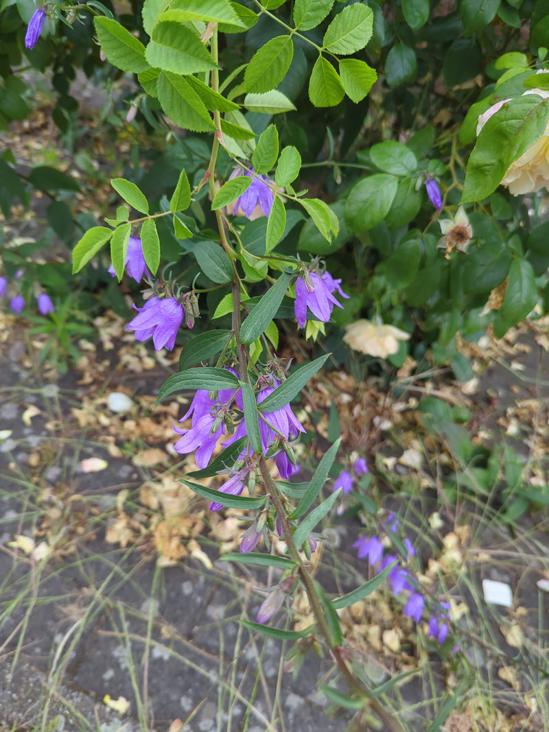 De afbeelding toont een rapunzelklokje met typische paarse bloemen en groene bladeren. De plant groeit in een natuurlijke omgeving.