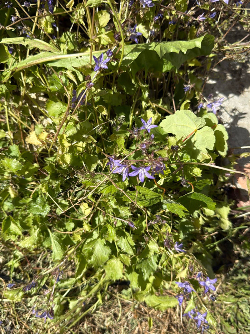 Kriechende Glockenblume — Bild 2