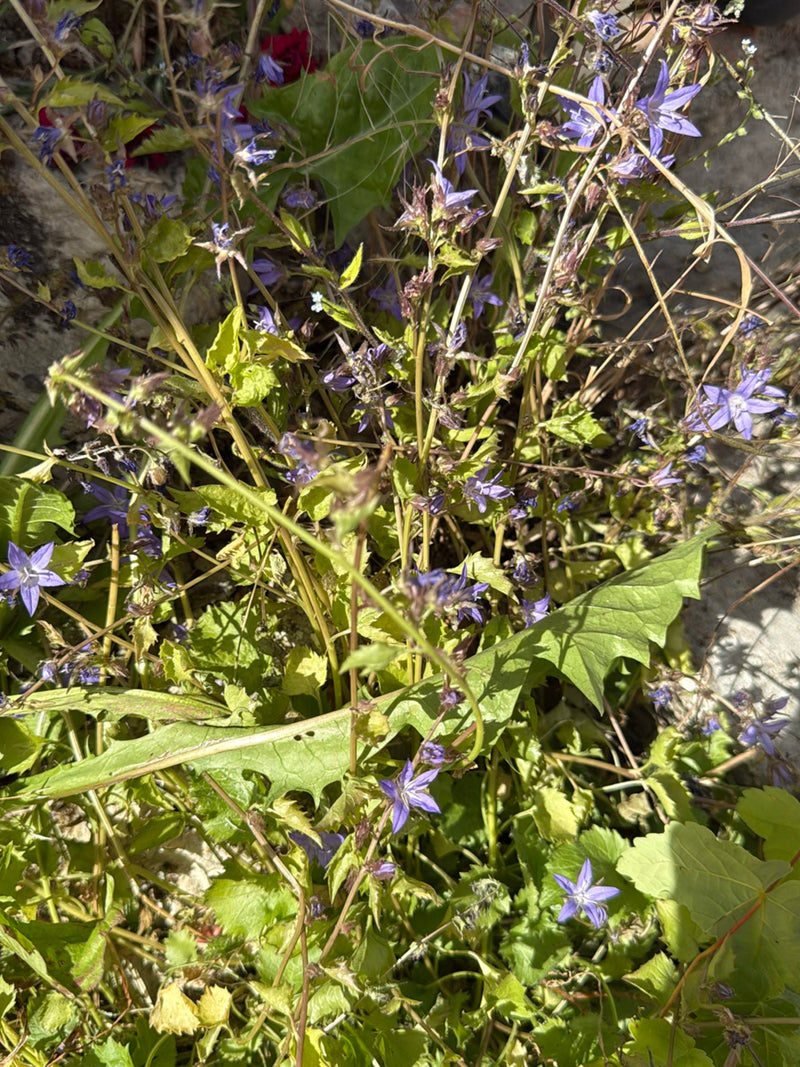 Kriechende Glockenblume — Bild 1