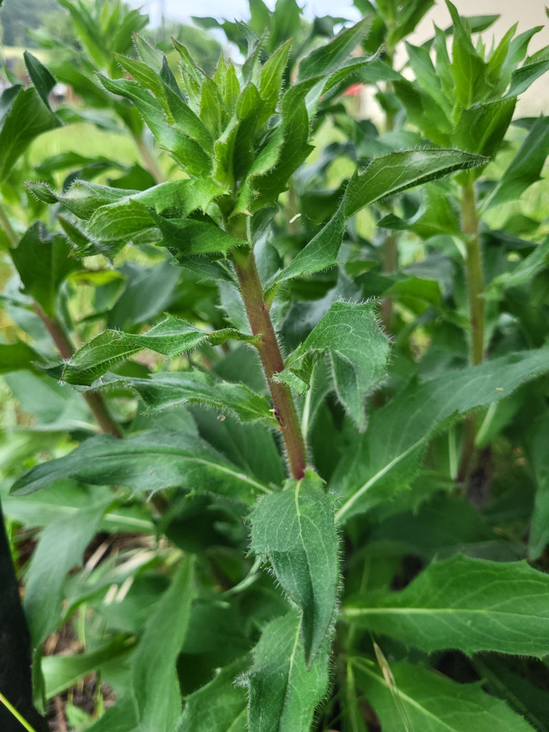 De afbeelding toont een close-up van de groene stengel en behaarde bladeren van de akkerklokje. De plant groeit in een natuurlijke omgeving.