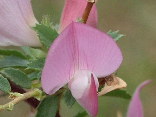 Kriechende Hauhechel — Bild 1