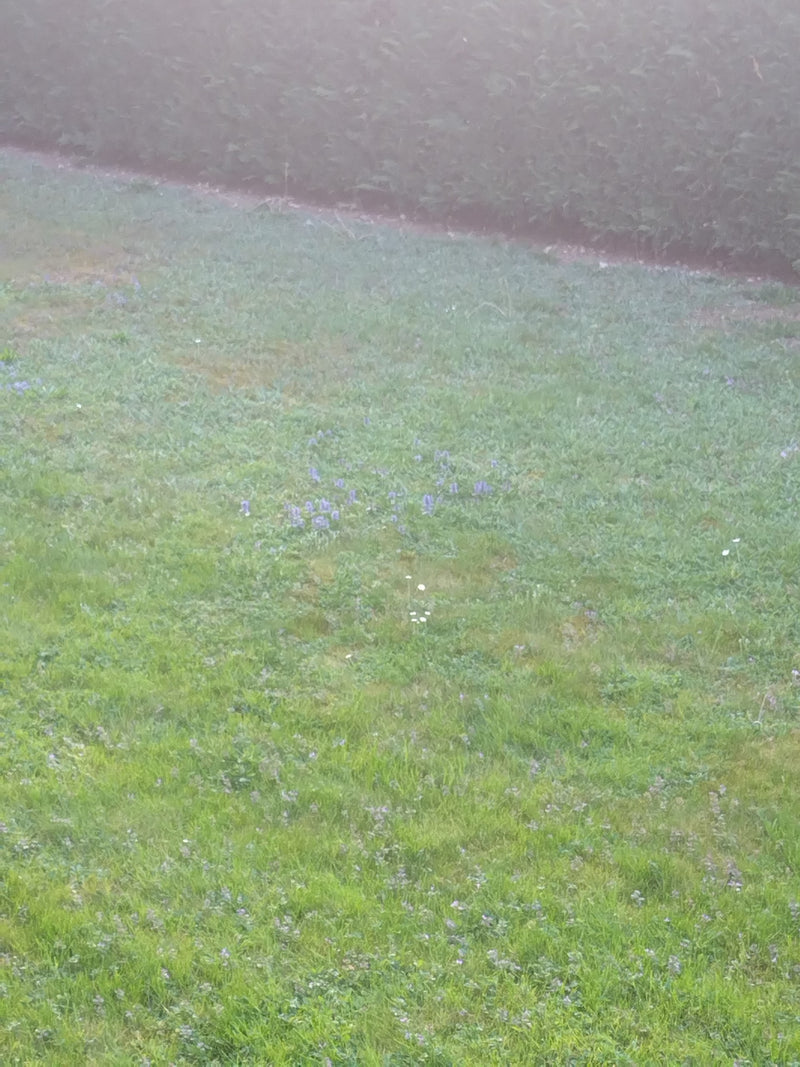 Kruipende Gunsel — Bild 1