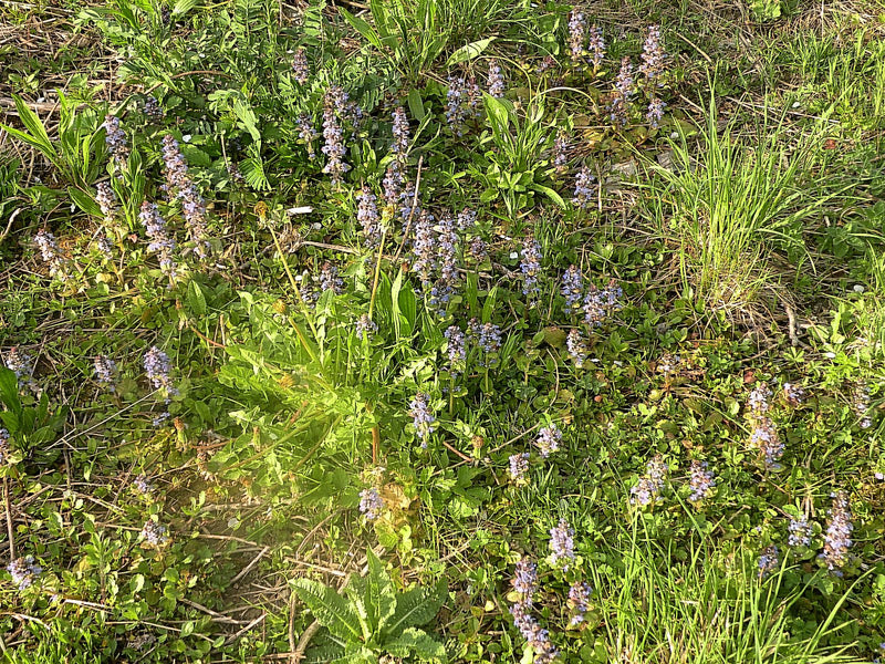 De afbeelding toont een groep bloeiende kruipend groen (Ajuga reptans) in een weiland. De blauwe bloeiwijzen zijn duidelijk zichtbaar tussen het gras.
