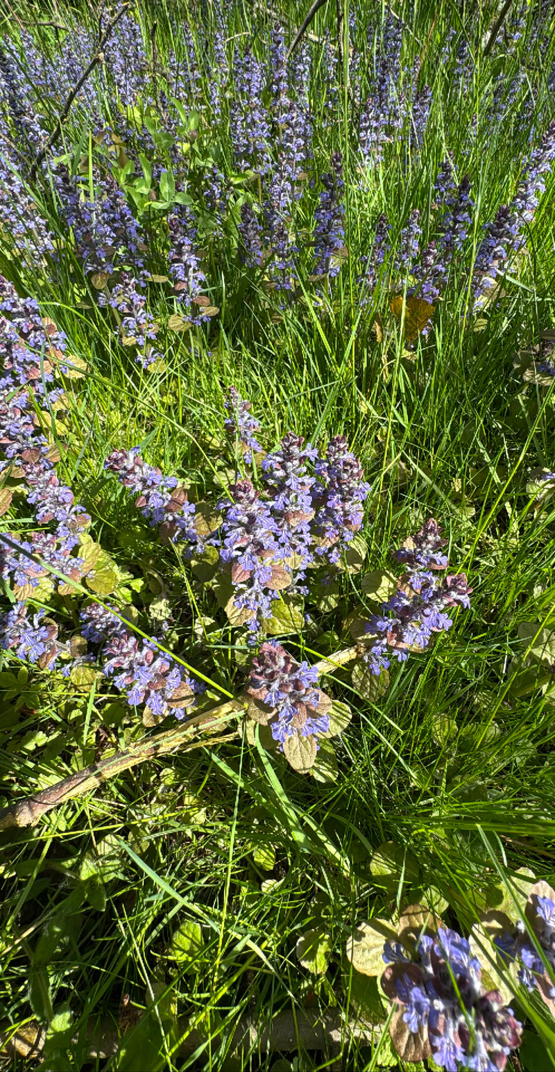 De afbeelding toont een dichte groep kruipend hennepnetel met blauwe bloemen in een weiland. De planten groeien tussen groen gras.