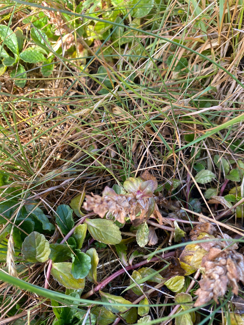Te zien is Ajuga reptans met zijn typische grondstandige bladeren en verwelkte bloeiwijzen te midden van gras.