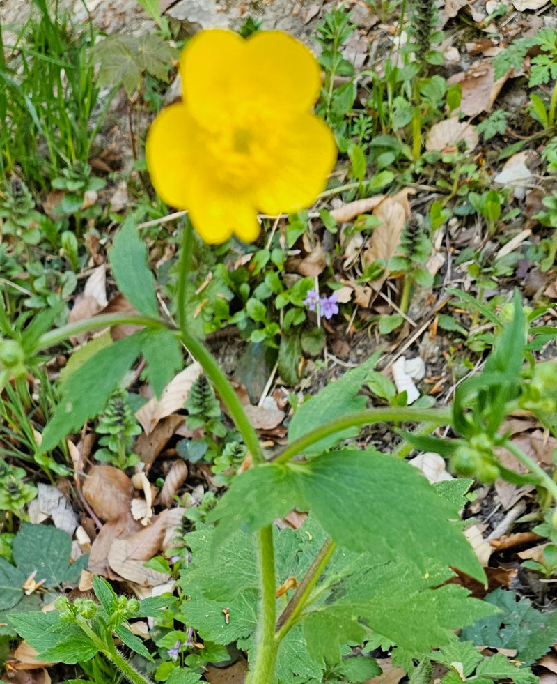 Kruipende boterbloem — Bild 1