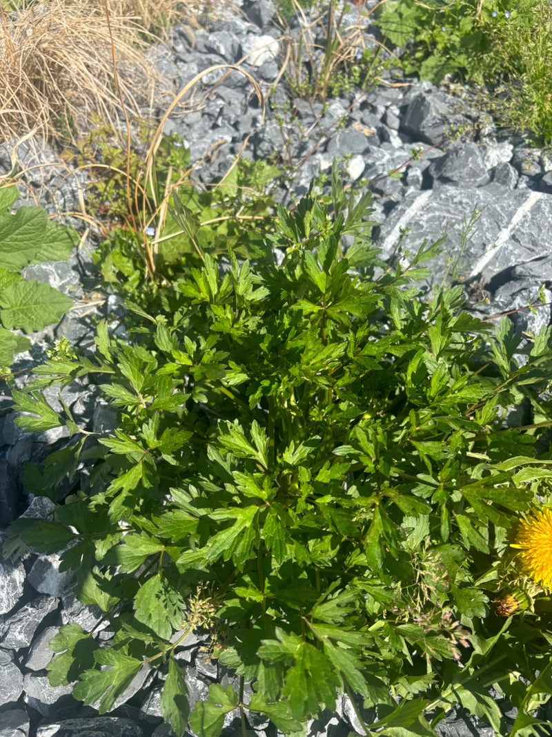 Een groene plant met karakteristiek verdeelde bladeren is te zien, groeiend op een stenige ondergrond.