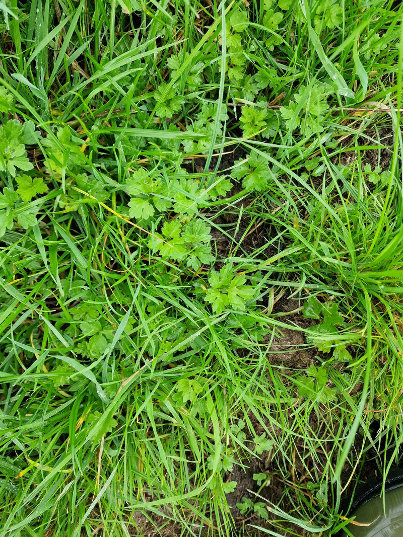 Bovenaanzicht van de gelobde bladeren van de kruipende boterbloem, groeiend tussen grassprieten op vochtige grond.