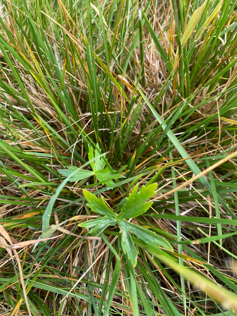 De afbeelding toont kenmerkende groene bladeren van de kruipende boterbloem die tussen dicht gras groeien.