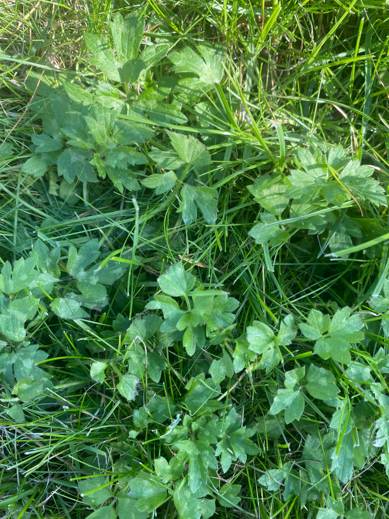 Verschillende gedeelde bladeren van de kruipende boterbloem die dicht in een grasveld groeien.