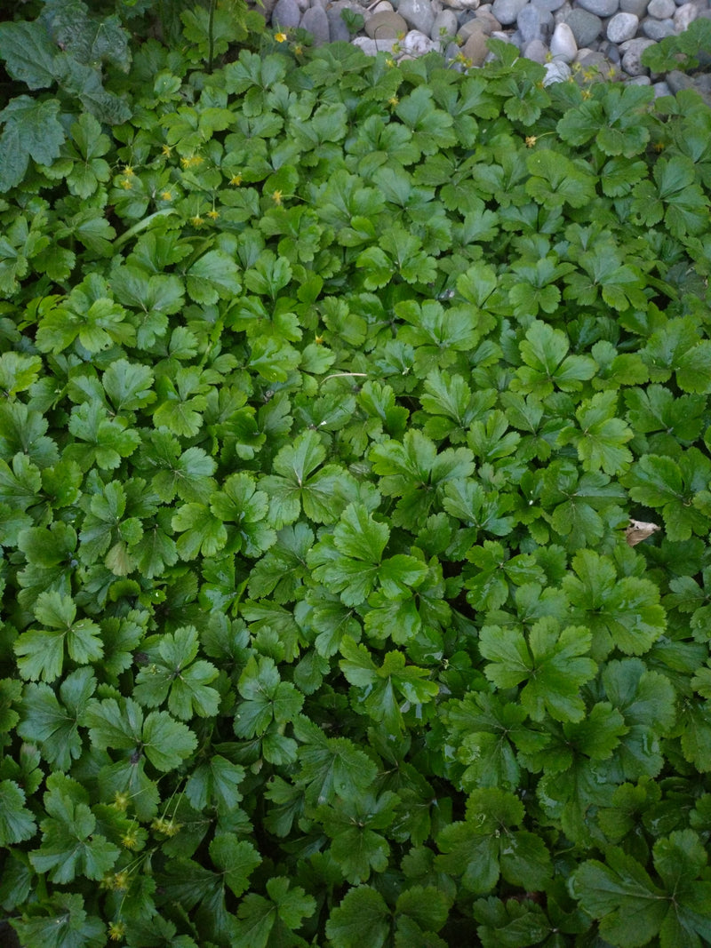 Kruipende wateraardbei — Bild 1