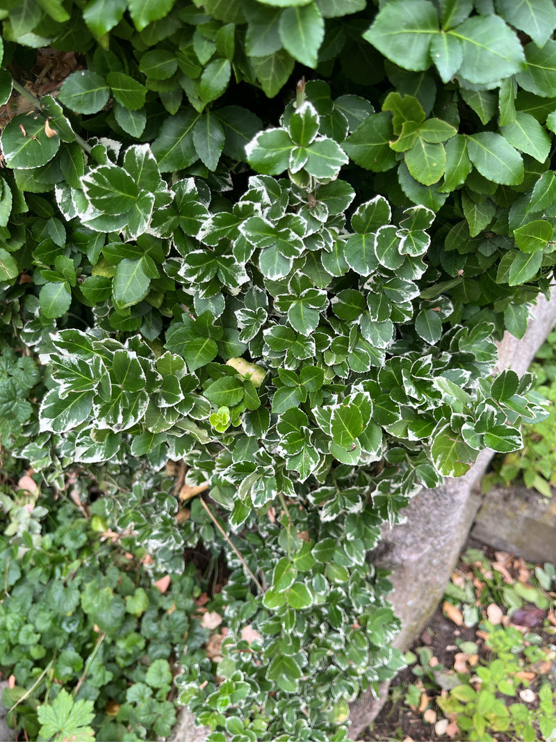 Bontbladige kruipende spindel — Bild 1