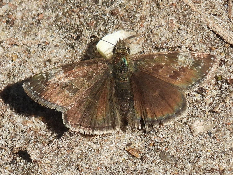 Kroonwikke vlinder — Bild 1