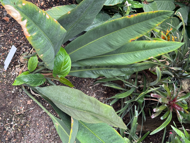 Kubanische Anthurie — foto 2 van 2